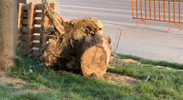 Egészséges fákat kell kivágni a Piramis előtt, de pótolják őket