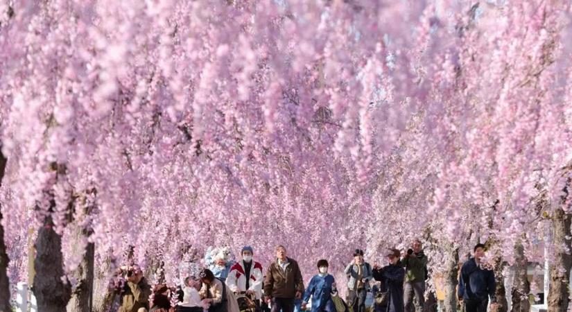 Veszélybe került a klímaváltozás egyik legfontosabb, 1200 éves adatbázisa
