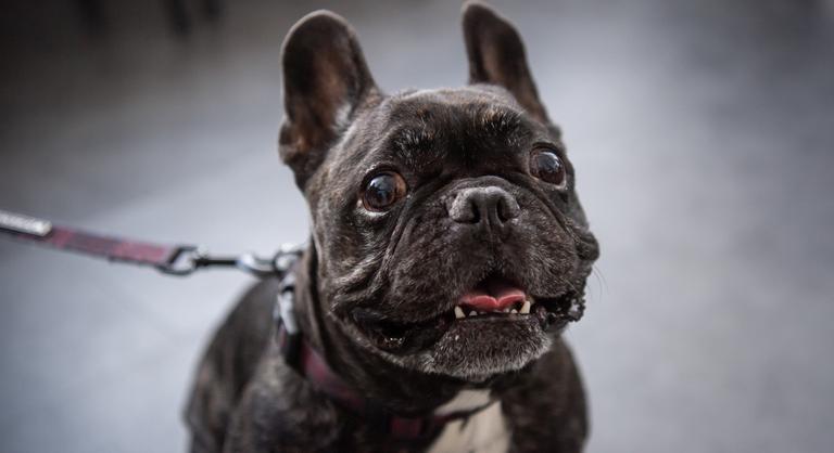 A kutyákat sem kerülik el az egészségügyi problémák, ezekre a tünetekre figyeljen