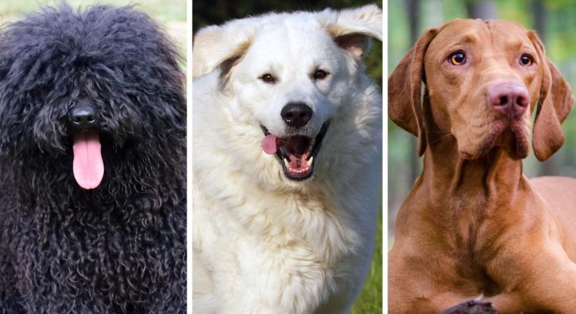 Kvíz: mennyire ismered a magyar kutyafajtákat?