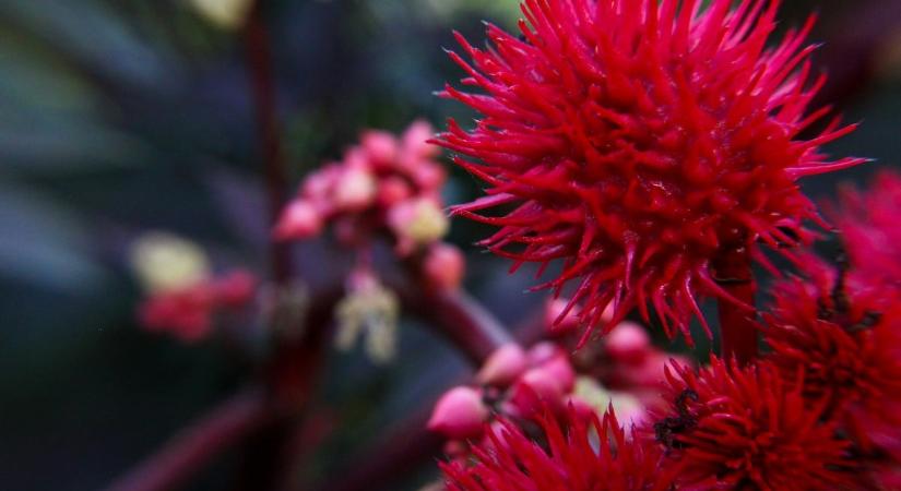 A magyar kertekben is előfordulhat ez a halálos növény, néhány magja is végzetes lehet