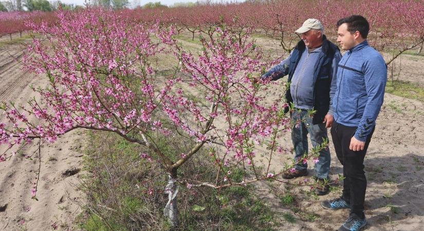 Tarolt a fagy Bács-Kiskun megyében és Szabolcsban is, így állunk Tolnában
