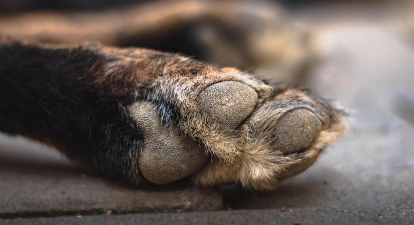 Hős kutya mentett életet, nem is akárhogy