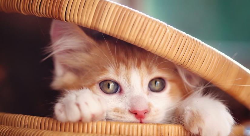 Ez határozza meg, hogy a macskád fél-e a vihartól vagy sem