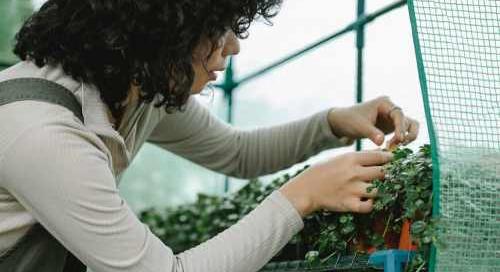 NAK: ingyenes kiadvánnyal segíti az agrárkamara a dísznövény- és zöldségtermesztőket