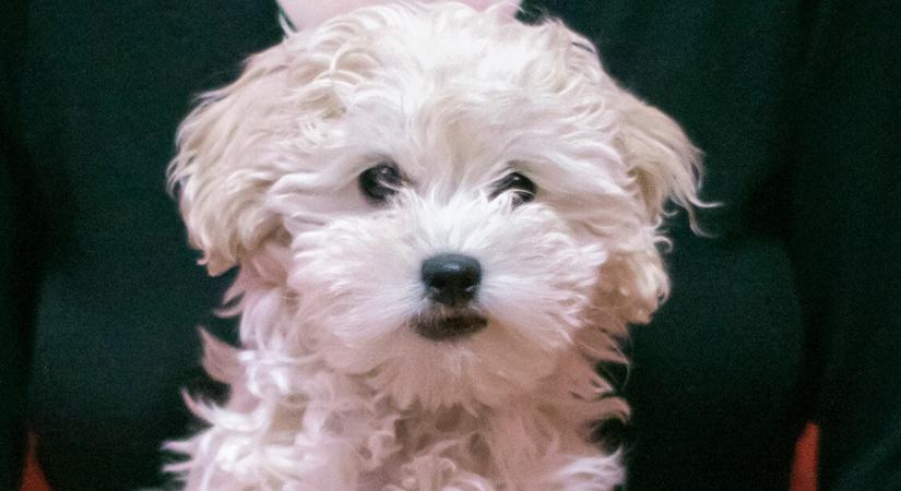 „Miért mindig este pörög fel a kutyám?” – Mutatjuk, mit tegyen a gazdi a zavaró viselkedés ellen