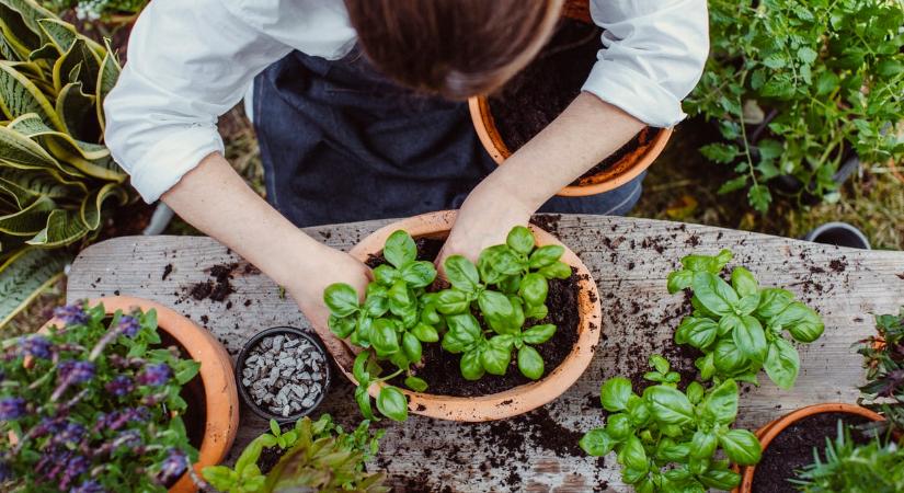 5 növény, amit imádni fogsz, ha könnyen kezelhető kertet szeretnél