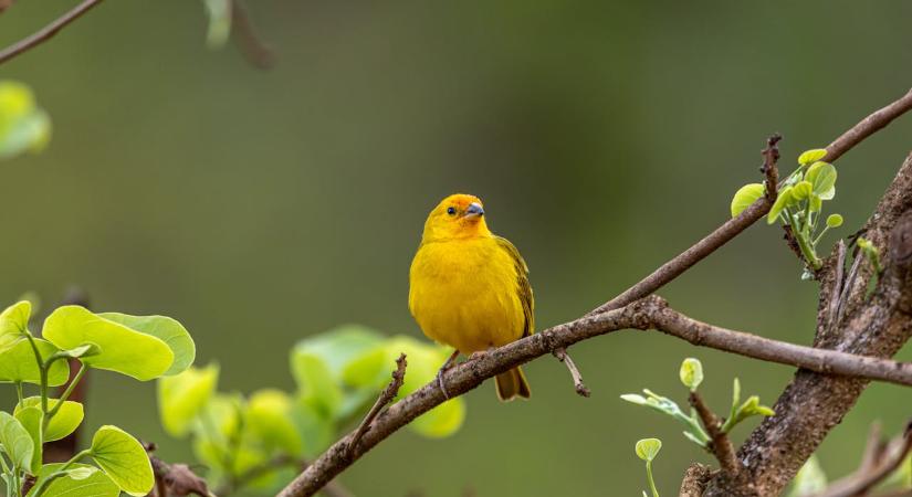 A BitMEX csak valós kvantumfenyegetésnél fagyasztaná be a Bitcoint