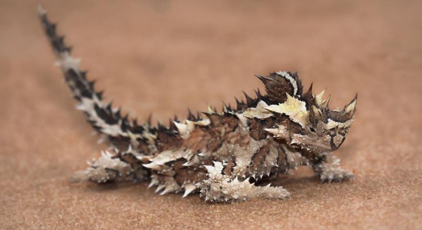 A világ 10 legbizarrabb állata – Mesebelinek tűnnek, pedig tényleg léteznek