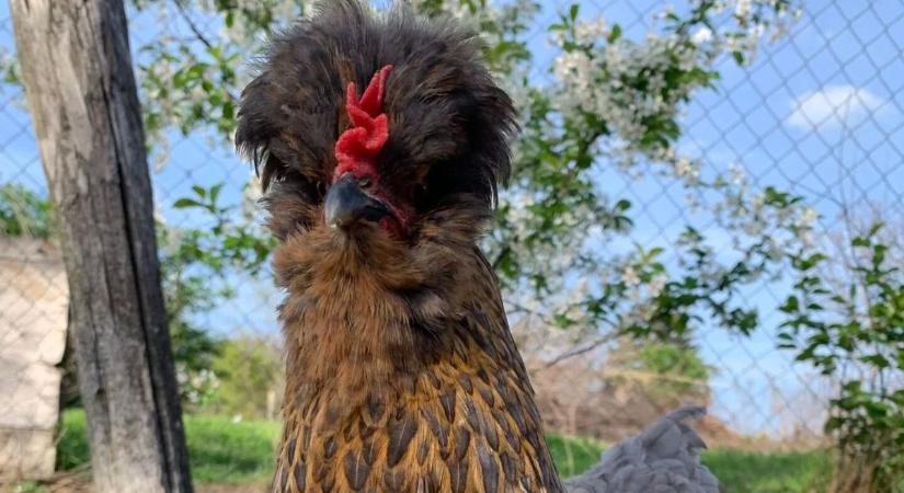 A legszebb tyúkokat keresik az országban