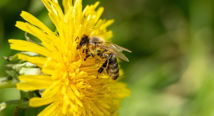 Szép a tavasz, szép!
