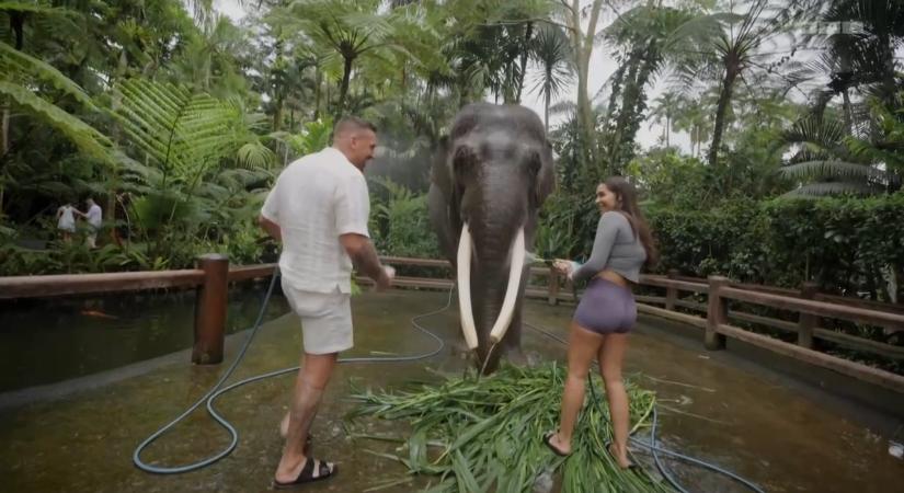 Tomi egy elefántot hívott segítségül, hogy meghódítsa Németh Zsófi szívét
