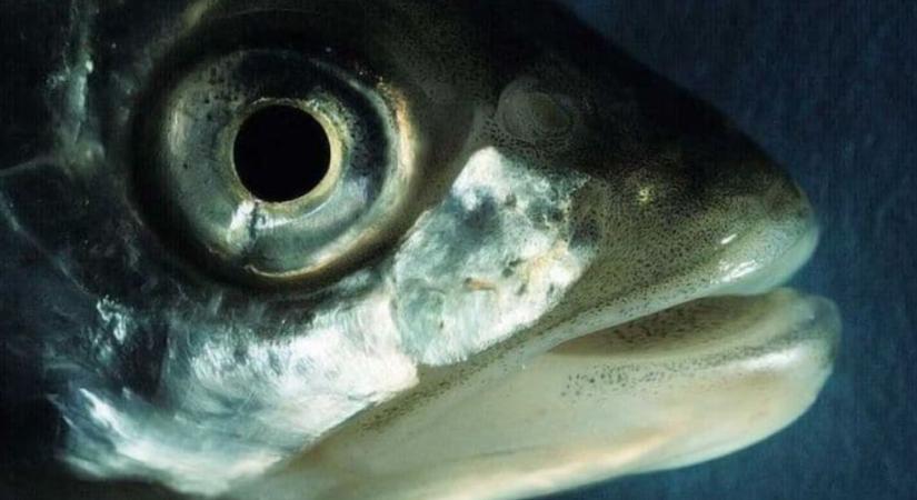 Ívó balinokat figyeltek meg egy Balatonba torkolló patakon ( videó)