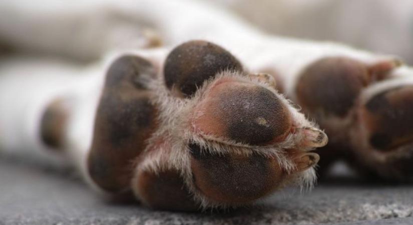 Víztározóba esett egy kutya Hajdúnánásnál