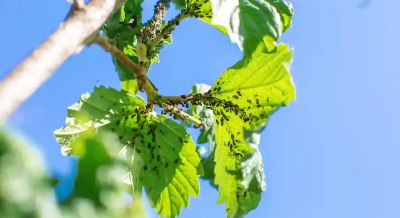 Sírva menekülnek a levéltetvek ettől a filléres főzettől, mégse nagyon használja senki
