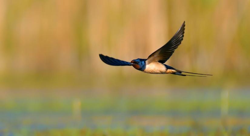 Visszatértek a fecskék, de komoly veszély leselkedhet rájuk – a következő hetek sorsdöntőek lehetnek