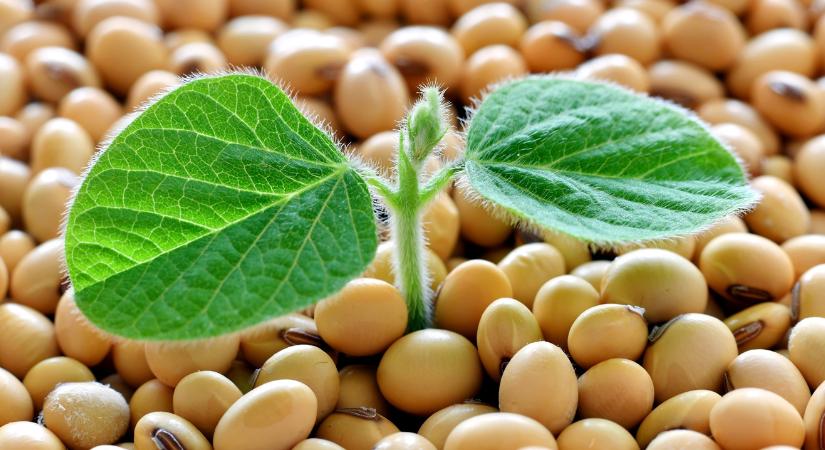 Ezért éri meg a szomszédban a szója