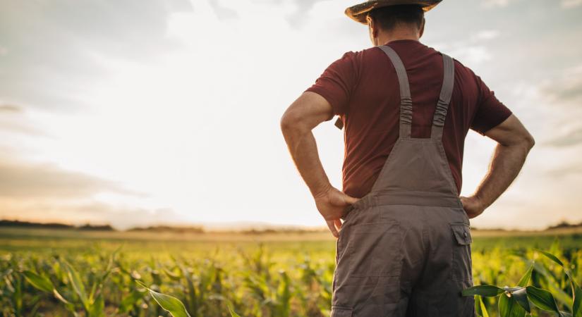 Ez a növény veheti át a kukorica helyét Magyarországon? Itt az igazság
