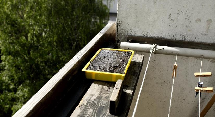 Felhívás: sárgyűjtőhelyekkel is segíthetjük a fecskéket!