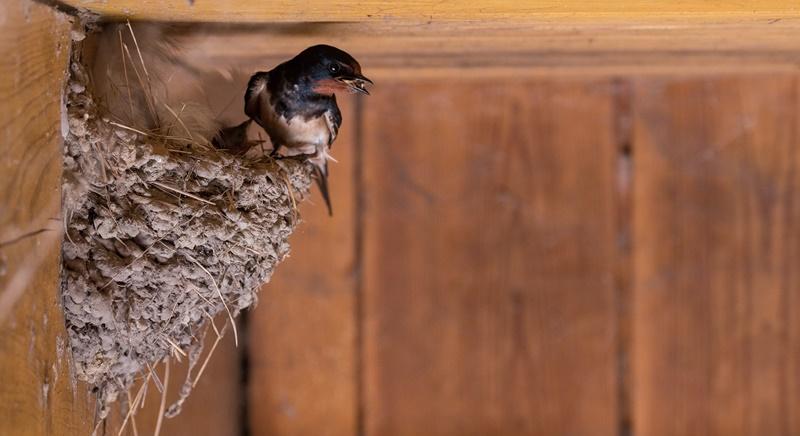 Sárgyűjtőhelyek létrehozásával is segítheti a lakosság a fecskék fészekrakását