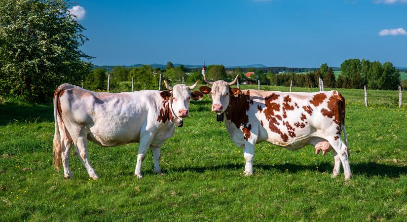 Úgy terjed a járvány, hogy elrendelték a zárlatot ebben a térségben