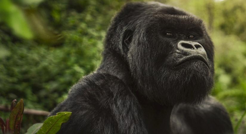 Már holnap a Netflixen: Lenyűgöző új dokumentumfilmmel jön David Attenborough