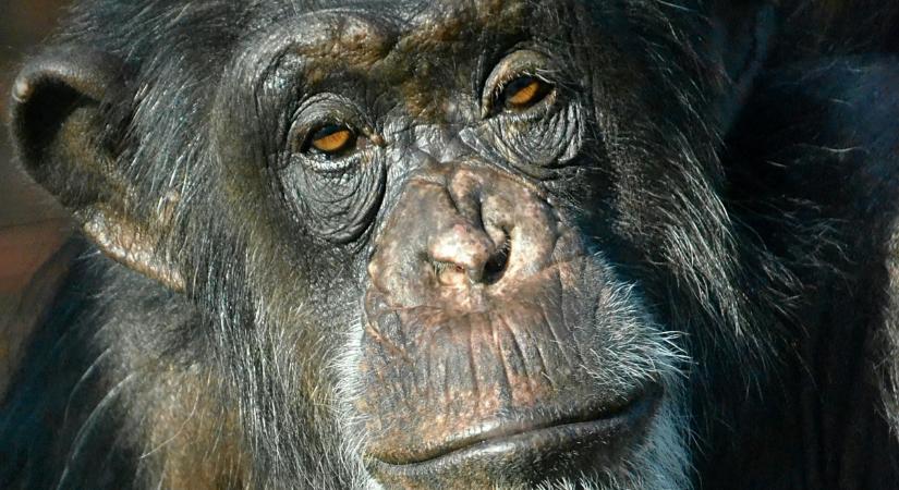 Több műtéten kellett átesnie, miután megtámadta egy csimpánz: hihetetlen történet egy fiatal sportolóról