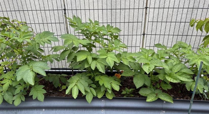 Ez a növény letarolja a drága készítményeket: bárki otthon termesztheti, a magyarok egyáltalán nem ismerik