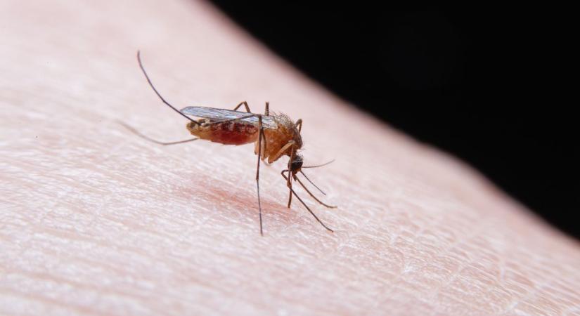 Ellephetik a szúnyogok Győrt, így fékezd meg az inváziót
