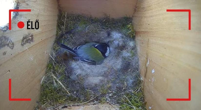 Kíváncsi vagy, mi zajlik egy cinegefészekben? Most élőben nézheted Nyíregyházán!