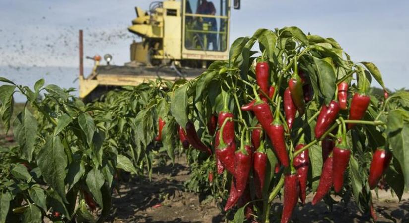 1 esély a benyújtásra: akár 100 000 forint segítség kilogrammonként