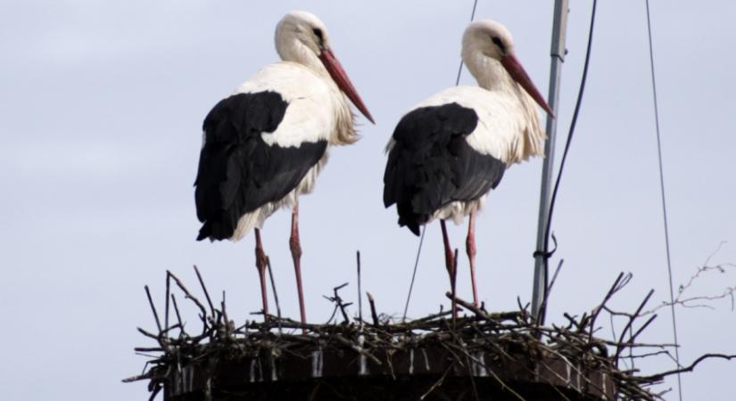 Benépesült a kamerával megfigyelt magyarfenesi gólyafészek – Nem a tavalyi gólyák érkeztek