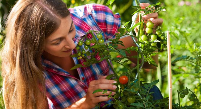 Házi paradicsomtermesztés: így csináld, hogy ne tedd tönkre a termést