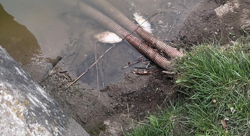 Halpusztulás, kellemetlen szag a Békás-tónál