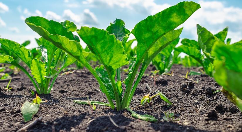 Cukorrépa: javíthat az árakon a drasztikus területcsökkenés?