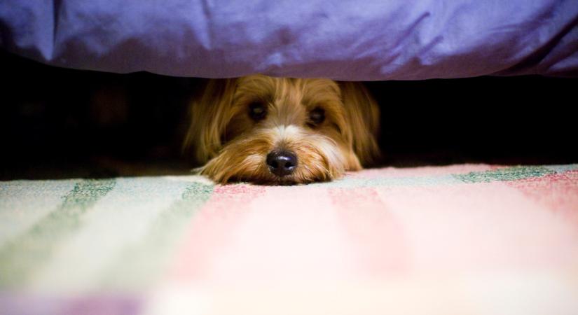 10 jel, hogy a kutya állandó stresszben él – Sok gazdi nem ismeri fel