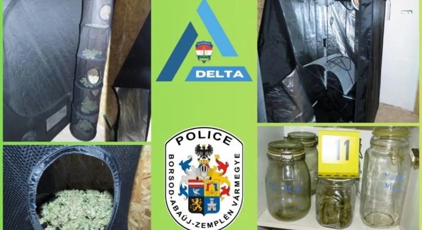 Kábítószer: titkos szobában termesztette a drogot egy férfi Borsodban