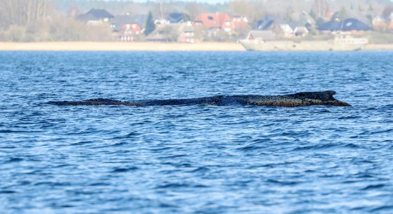 Egész Németország Timmynek drukkol, Hawaii-ról hoztak specialistát a haldokló bálna megmentésére