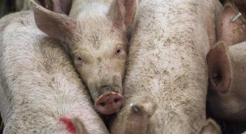 Ne várd meg a zárlatot! Ilyenek a rettegett kór első, alattomos jelei