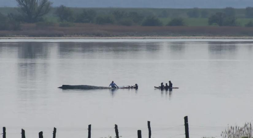 A Media Markt tulajdonosa is beszállt egy megfeneklett bálna mentőakciójába, ami lázban tartja a németeket