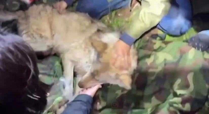 Filmbe illő hajtóvadászat: végül így fogták el a szökött farkast – videó