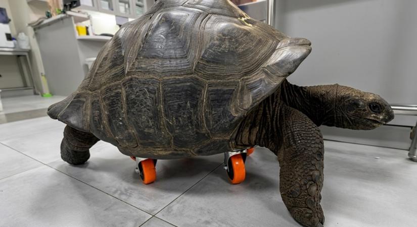 Második esély négy keréken: különös megoldással segítettek egy sérült óriásteknősön