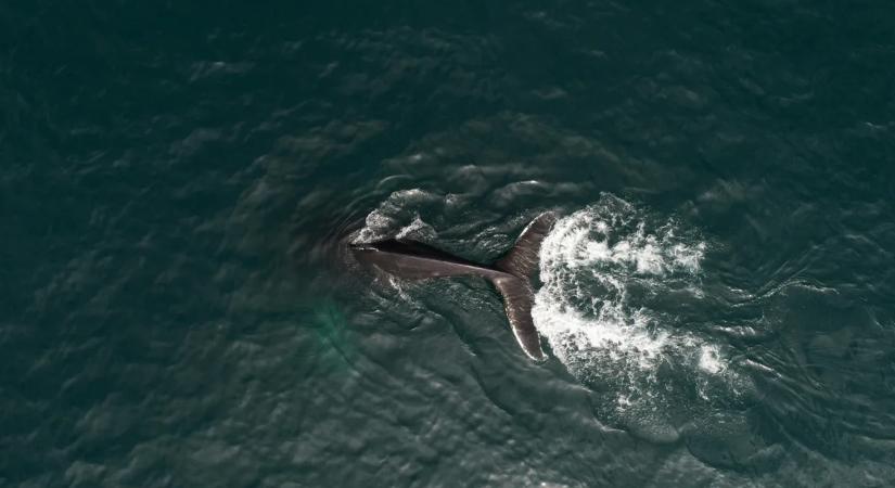 Fájdalmas jelenség aggasztja a kutatókat: rejtélyes halált halnak a szürkebálnák