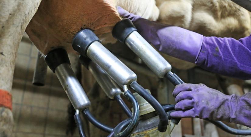 Időzített bomba ketyeg a tejágazatban