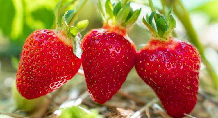 Eltűnnek a szamócaföldek, de jön a nagy fordulat