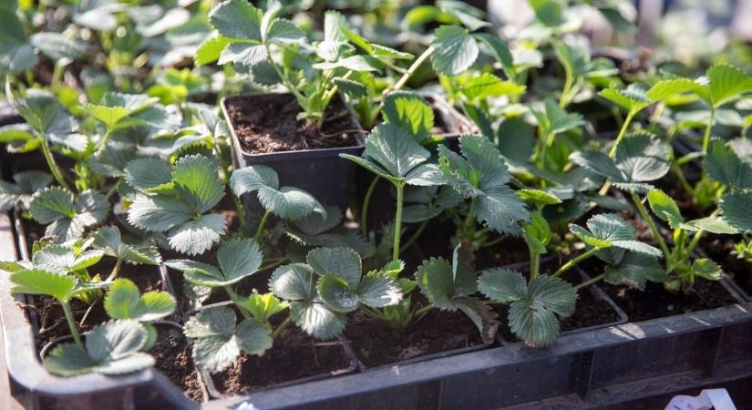 Nagykónyiban a vetőmagot cserélgetik a lakosok