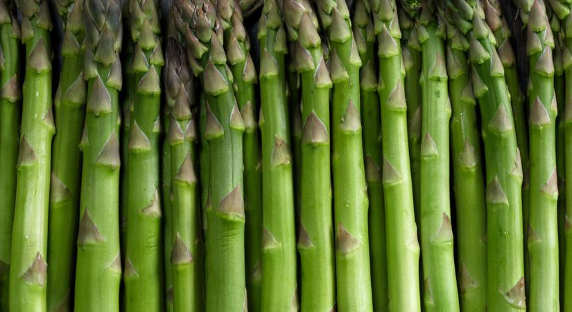 Jó évre készülhetnek a magyar spárgatermelők