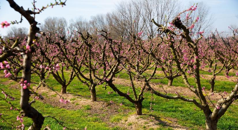 Fagyos hajnalok ára: így tették tönkre a gyümölcsösöket