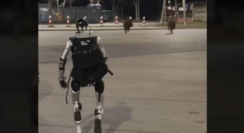 A lengyelek már humanoid robottal üldözik a vaddisznókat