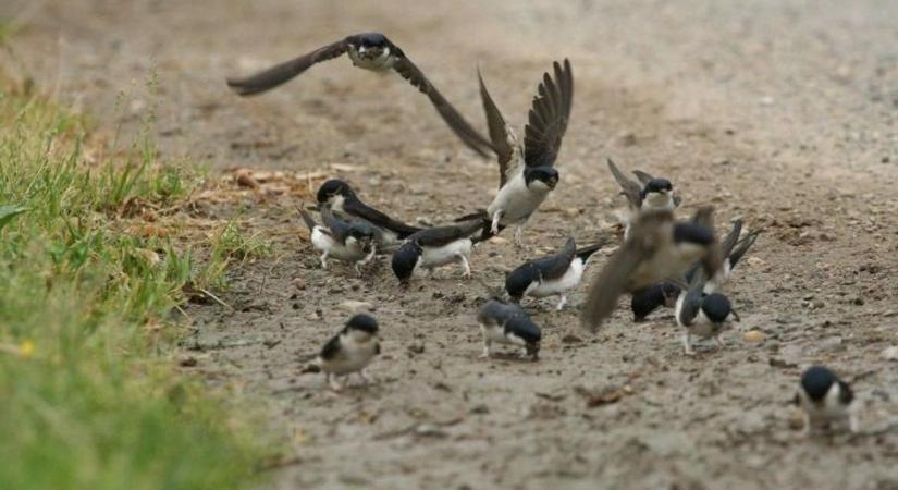 Sárgyűjtőhelyekkel is segíthetjük a fecskéket - videó